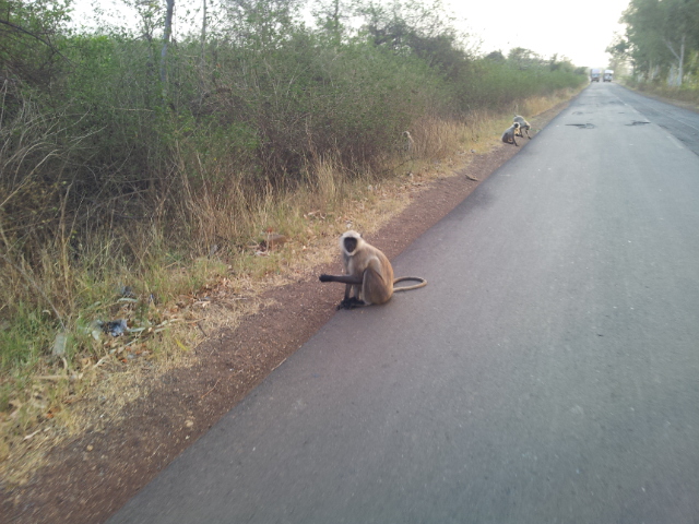 The first of many monkeys which lined the road.